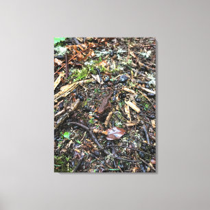 Salamander in het bos, Washington Canvas Afdruk