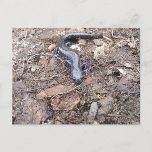 Salamander Post Card Briefkaart (Voorkant)