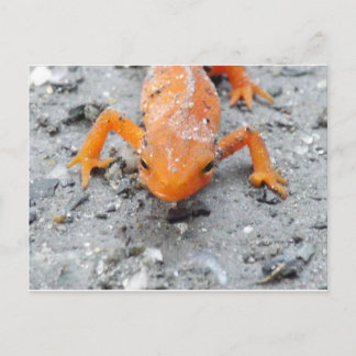 Salamander Up Close Post Card Briefkaart