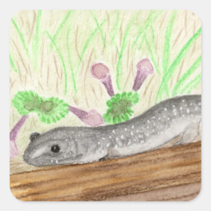 Salamander Vierkante Sticker