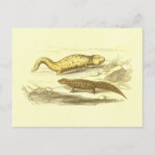 Salamander & Water Eft lithograaf Briefkaart (Voorkant)