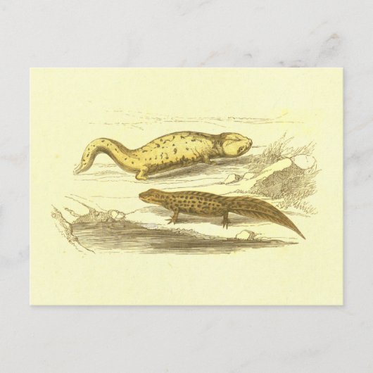 Salamander & Water Eft lithograaf Briefkaart (Voorkant)