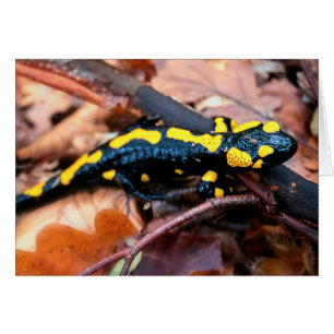 Salamandre