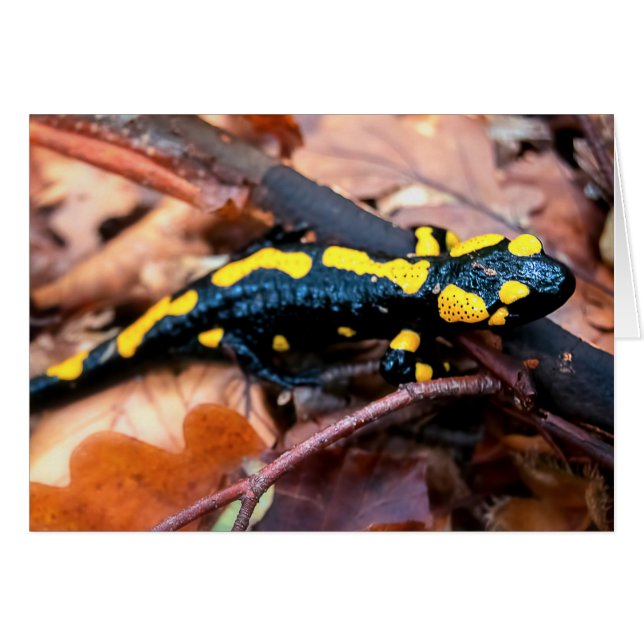 Salamandre (Devant horizontal)