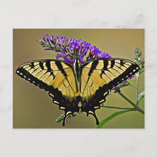 saldo briefkaart (Voorkant)