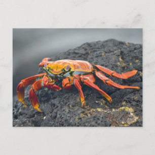 Sally Lightfoot Crab Briefkaart