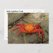 Sally Lightfoot Crab briefkaart (Voorkant / Achterkant)