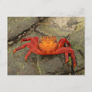 Sally Lightfoot Crab briefkaart