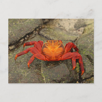 Sally Lightfoot Crab briefkaart
