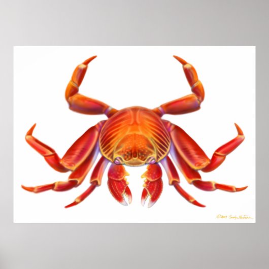 Sally Lightfoot Crab Poster (Voorkant)