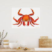 Sally Lightfoot Crab Poster (Keuken)
