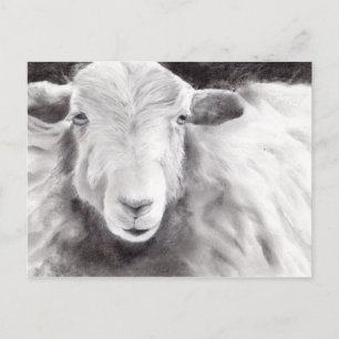 Sally the Sheep (a363) Briefkaart