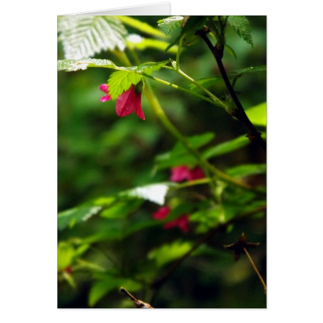 Salmon Berry (Voorkant)