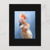 Salmon Crested Cockatau ACEO Art Trading Card Briefkaart (Voorkant)