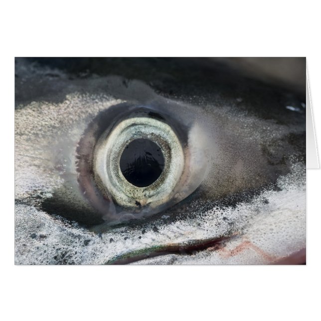 Salmon Eye (Voorkant Horizontaal)