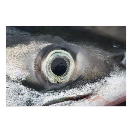 Salmon Eye Foto Afdruk (Voorkant)