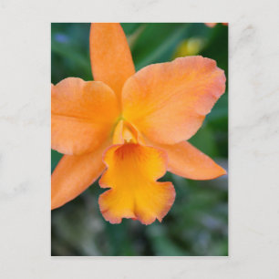 Salmon Orchid Briefkaart