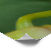 Salmon Orchids Poster (Hoek)