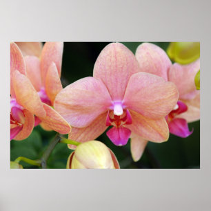 Salmon Orchids Poster