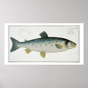 Salmon (Salmo Salar) bord XX uit Ichthyologie, Poster