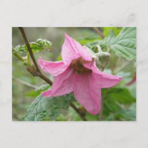 Salmonberry Blossom, Unalaska Island Briefkaart