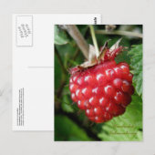 Salmonbes, eiland Unalaska Briefkaart (Voorkant / Achterkant)