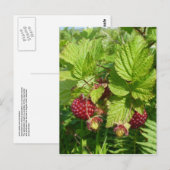 Salmonbes op het eiland Unalaska Briefkaart (Voorkant / Achterkant)