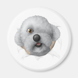 Salomon Chestburster Magneet