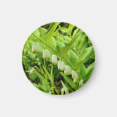 Salomons Seal Magnet Magneet (Voorkant)