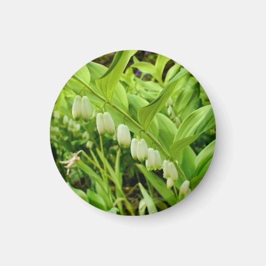 Salomons Seal Magnet Magneet (Voorkant)