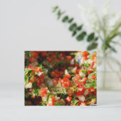 Salsa Quelqu'Un ? Carte postale (Debout devant)