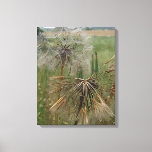 Salsify Graines dans la toile enrobée en champ (Recto)