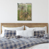 Salsify Graines dans la toile enrobée en champ (Insitu(Chambre))