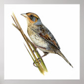 Saltmarsh Sparrow Poster (Devant)
