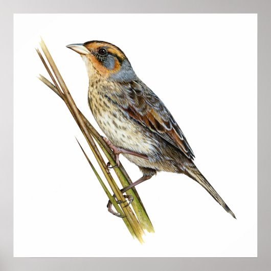 Saltmarsh Sparrow Poster (Devant)