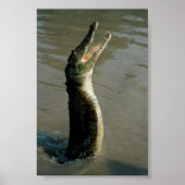 Saltwater Croc Poster (Voorkant)