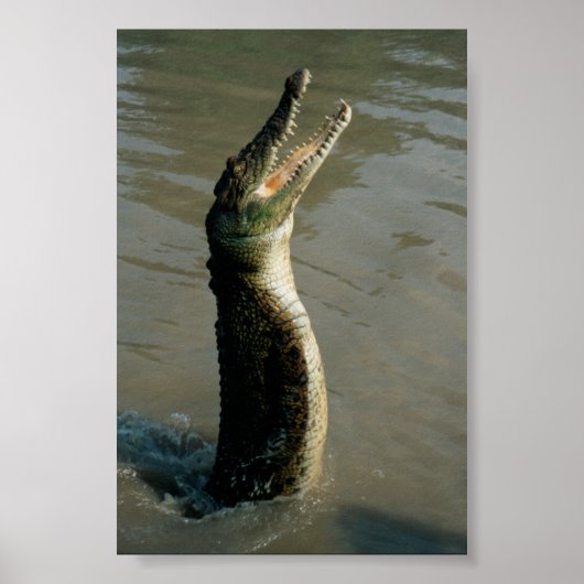 Saltwater Croc Poster (Voorkant)