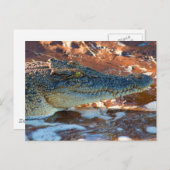 Saltwater Crocodile Briefkaart (Voorkant / Achterkant)