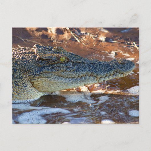 Saltwater Crocodile Briefkaart (Voorkant)