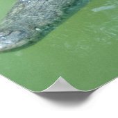 Saltwater Crocodile in Australië Poster (Hoek)