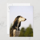 Saluki 2 briefkaart (Voorkant / Achterkant)