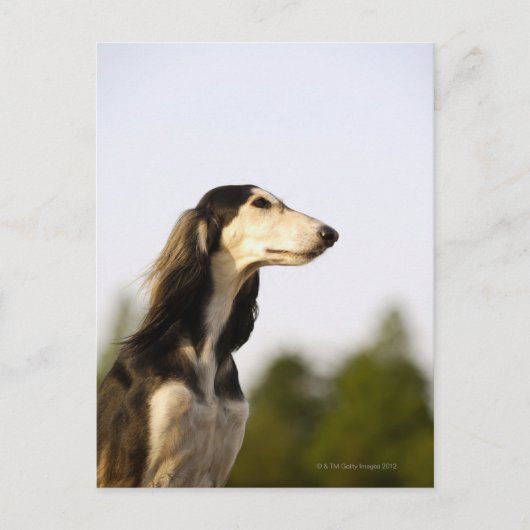Saluki 2 briefkaart (Voorkant)