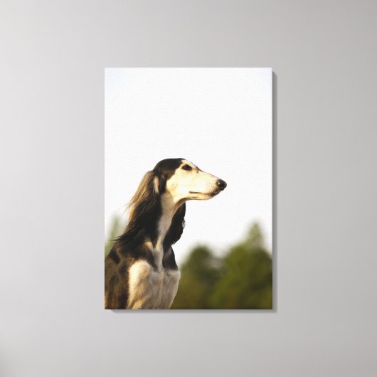 Saluki 2 canvas afdruk (Voorkant)