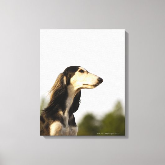 Saluki 2 canvas afdruk (Voorkant)