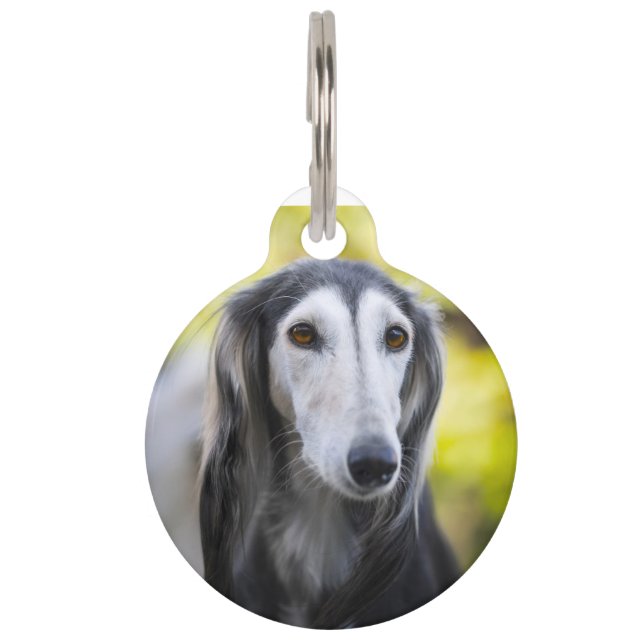Saluki-hond Huisdierpenning (Voorkant)
