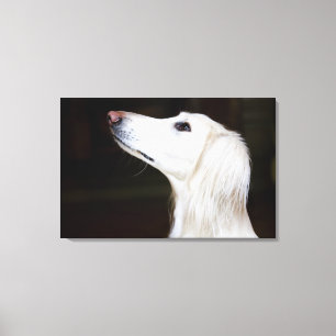 Saluki kijkt omhoog canvas afdruk