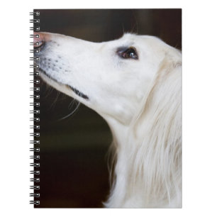 Saluki kijkt omhoog notitieboek