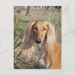 saluki.png briefkaart