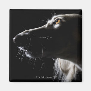Saluki, portret magneet