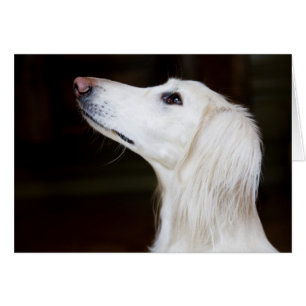 Saluki se lève